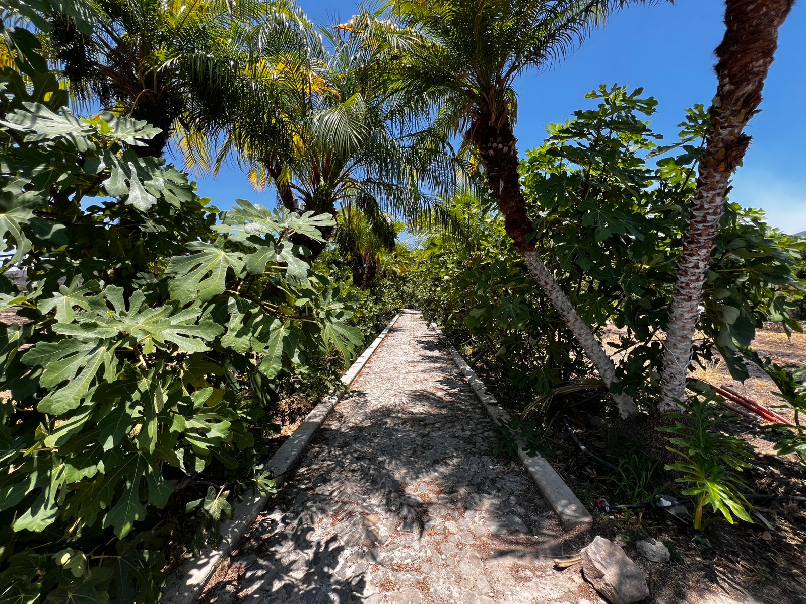 TERRENO EN VENTA EN TUXCUECA, JAL. (5)A — foto 3