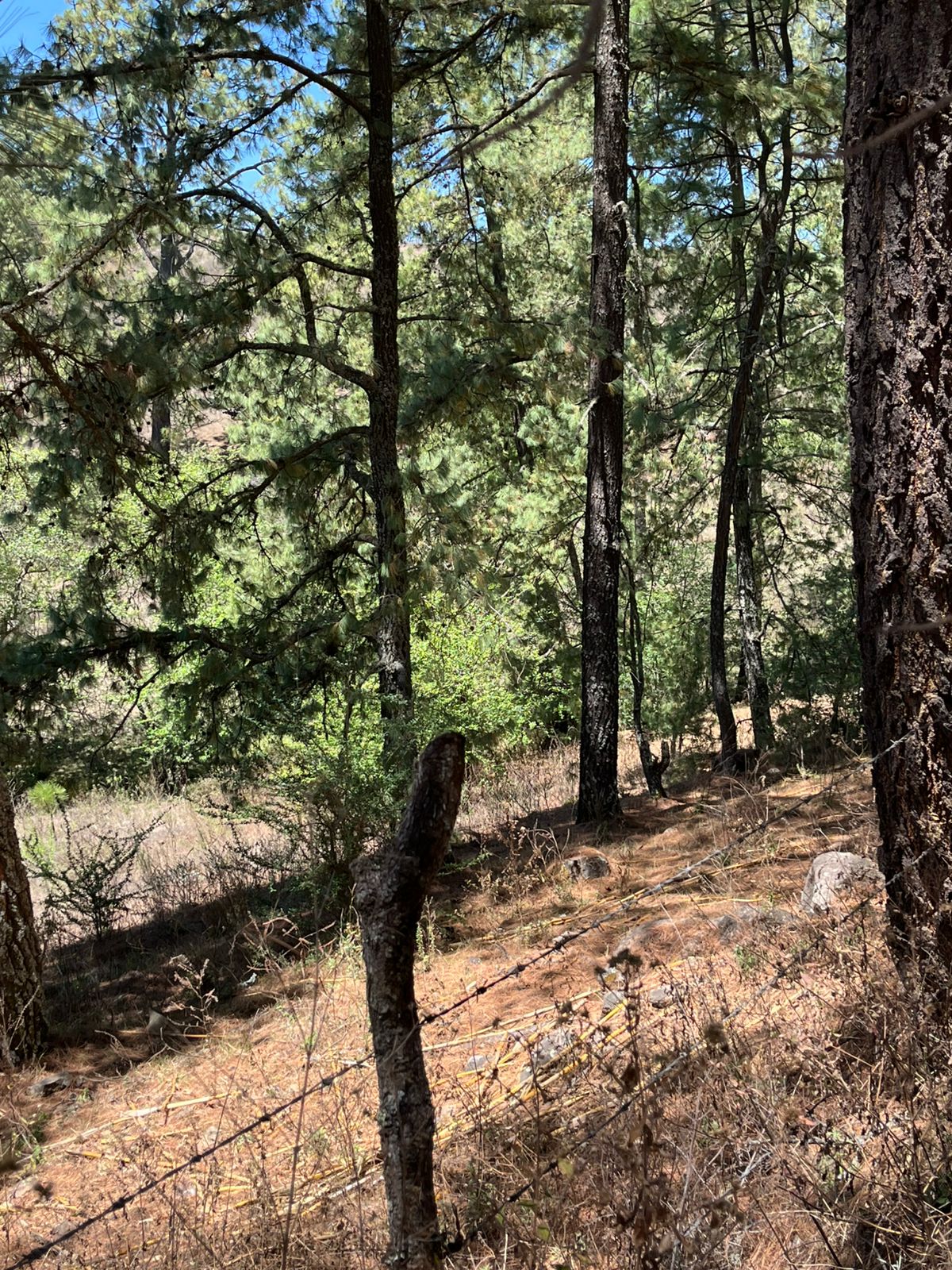 TERRENO EN VENTA EN ATEMAJAC DE BRIZUELA (5)E — foto 3